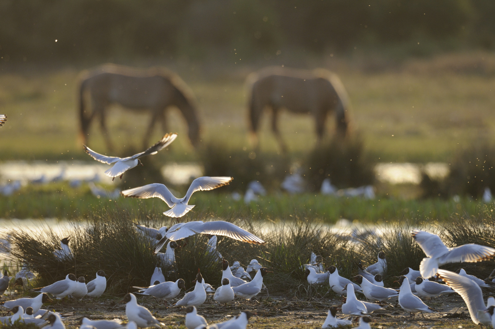 Hensons et oiseaux cohabitent dans la Baie de Somme © Dominnique DELFINO
